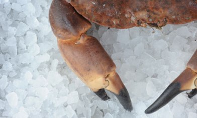 A crab on a bed of ice